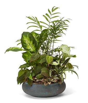 10 inch  Dish Garden