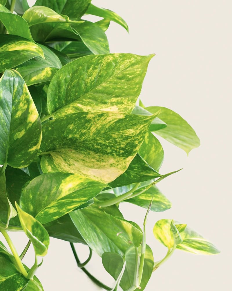 Golden Pothos on Pole