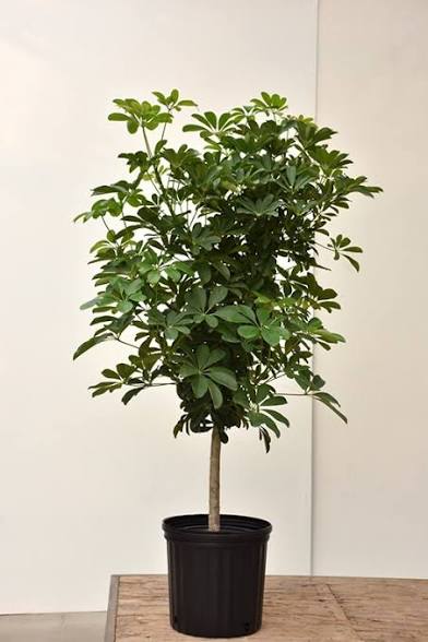 Schefflera Tree