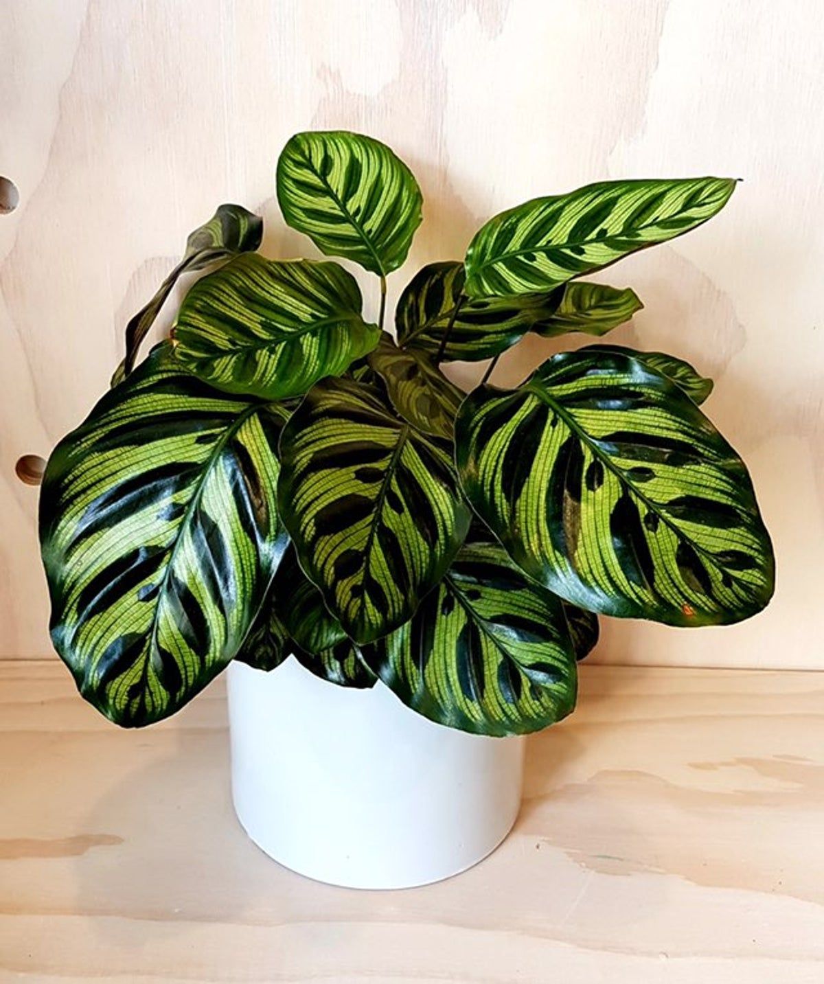 Calathea
