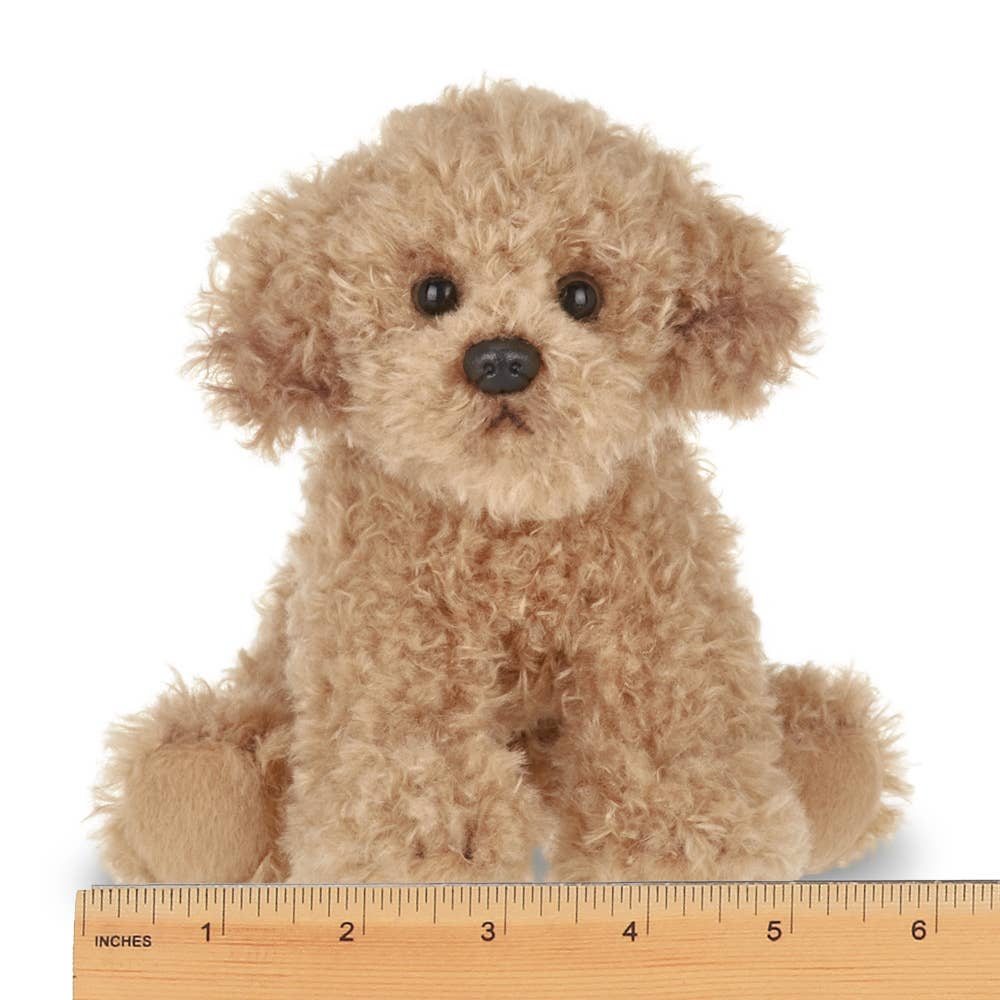 Lil' Doodles the Labradoodle