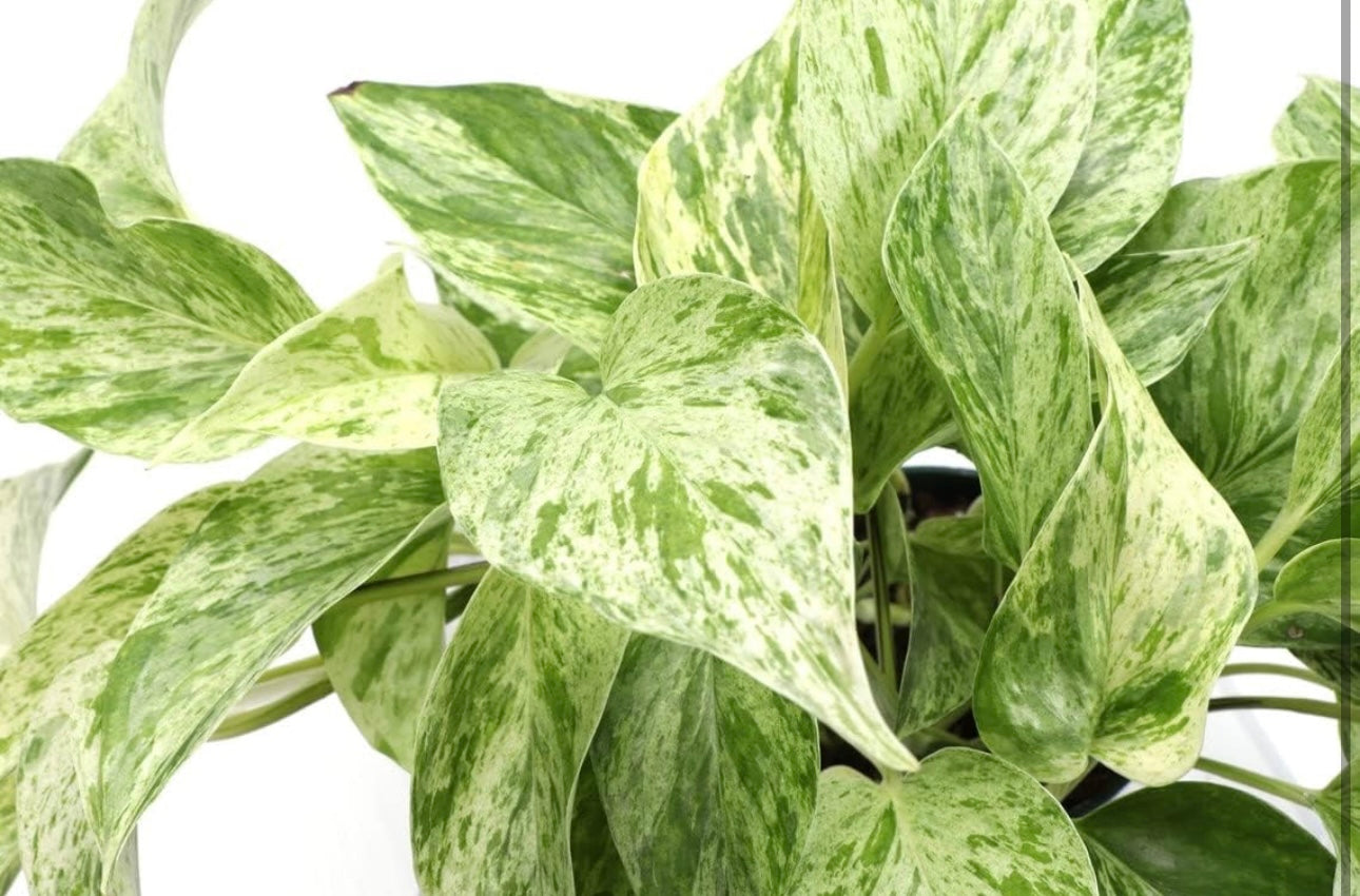 Marble Pothos