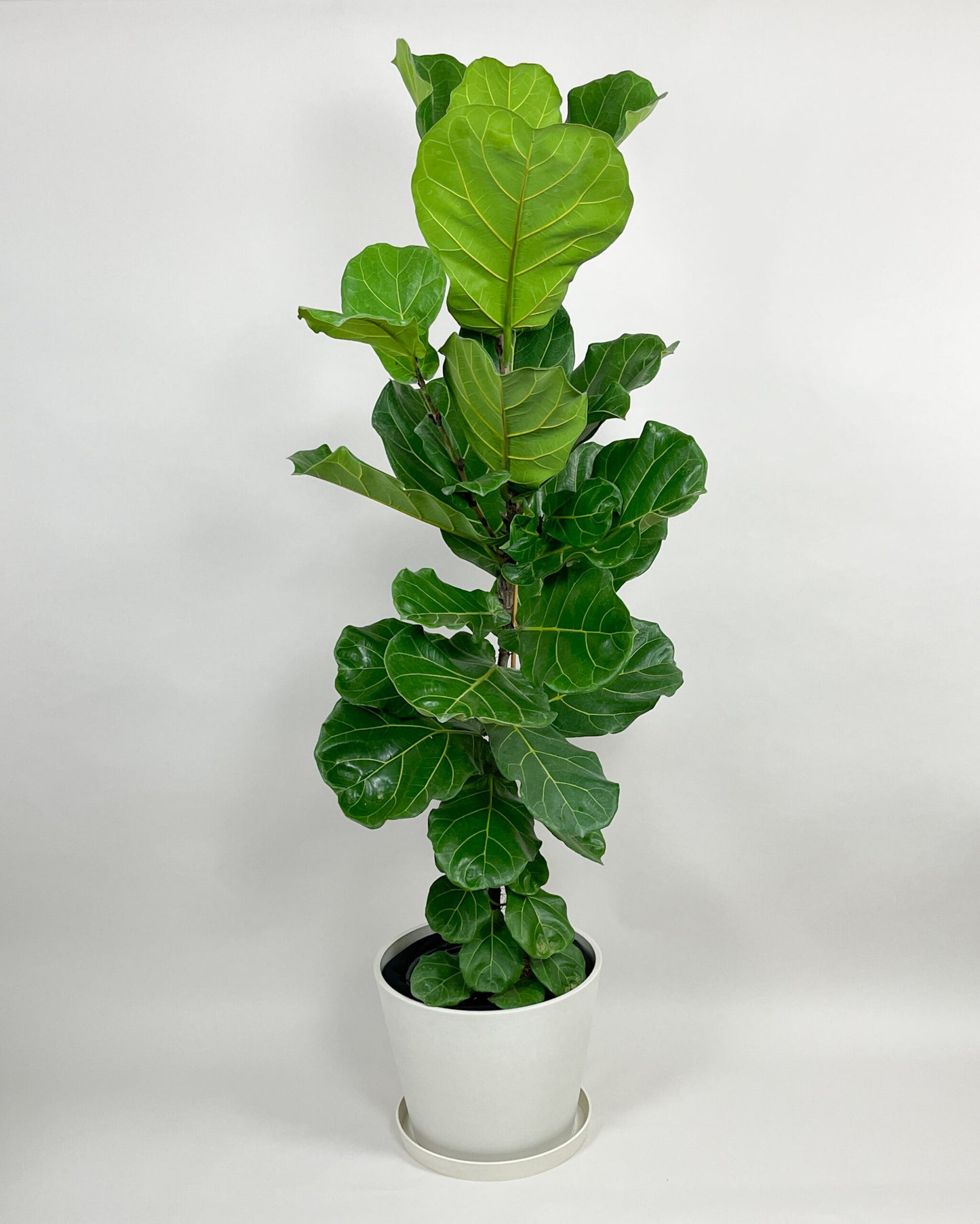 Fiddle Leaf Fig - Bush
