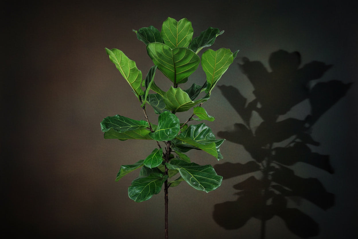 Fiddle Leaf Fig - Tree