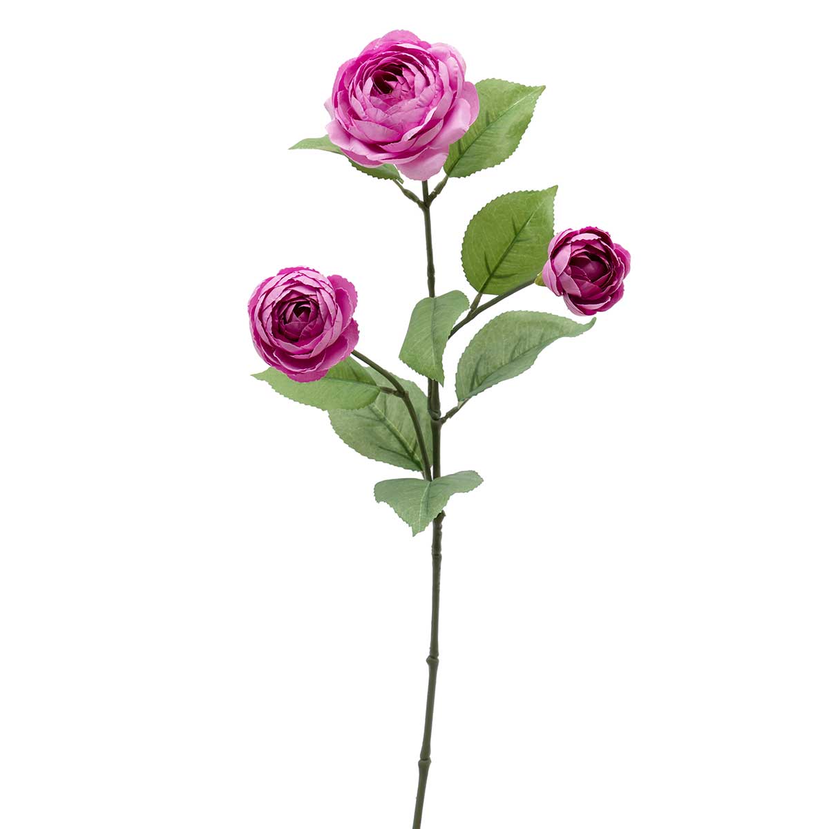 Garden Ranunculus, Purple