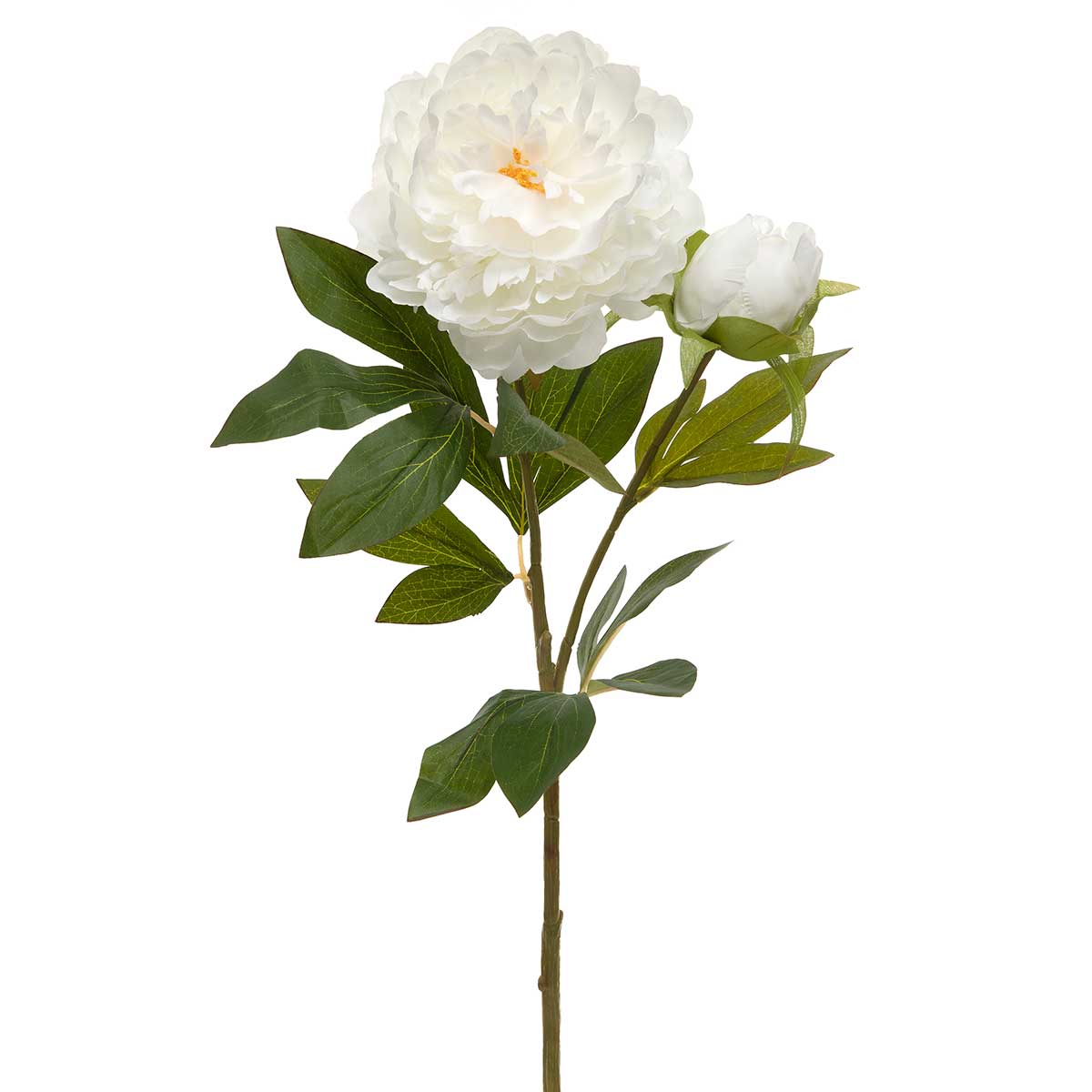 Peony, White