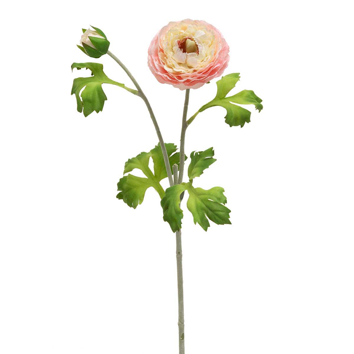 Garden Ranunculus, Blush