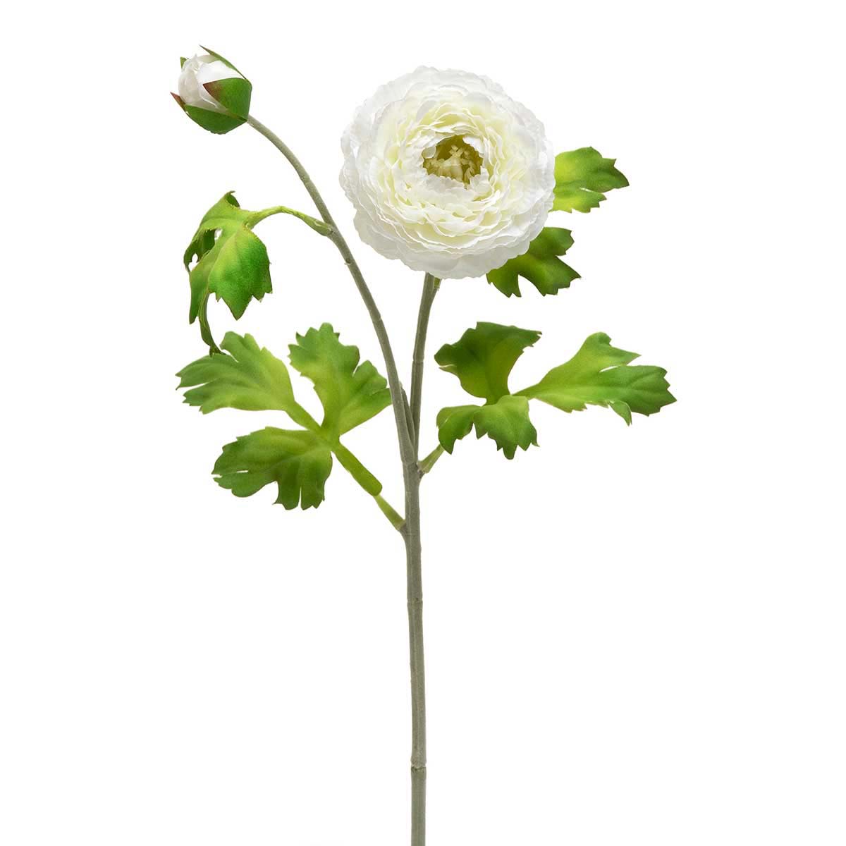 Garden Ranunculus, White