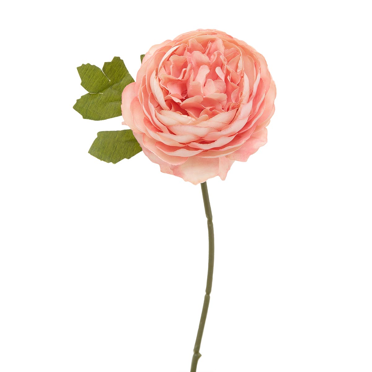 Peony, Peach