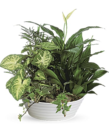 Deluxe 14inch Dish Garden
