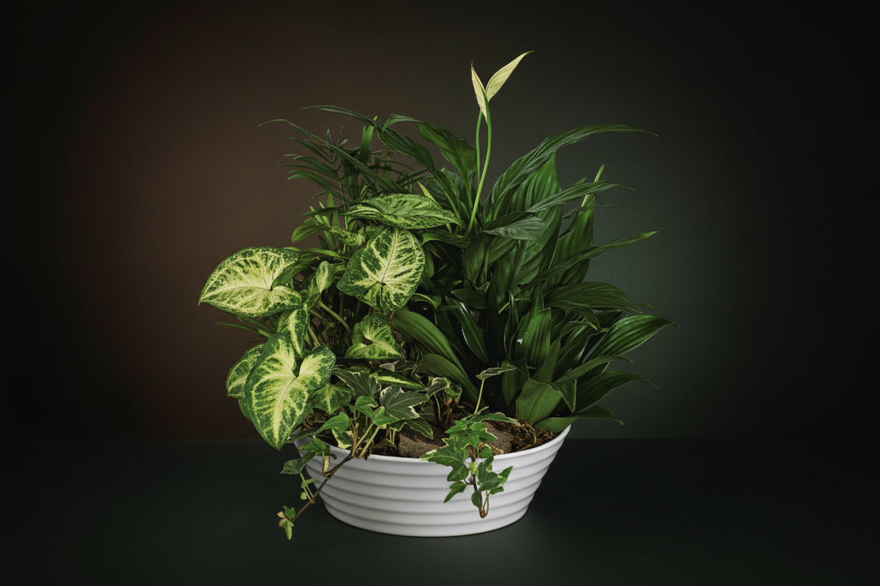 Deluxe 14inch Dish/basket Gardens