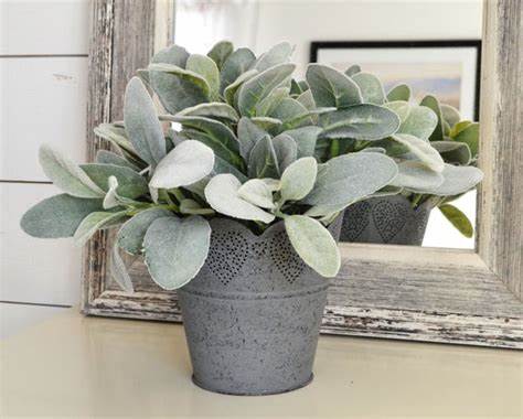 Lambs Ear Pick
