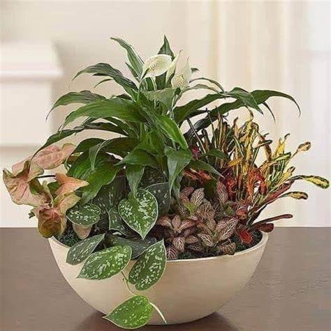 12inch Dish Garden