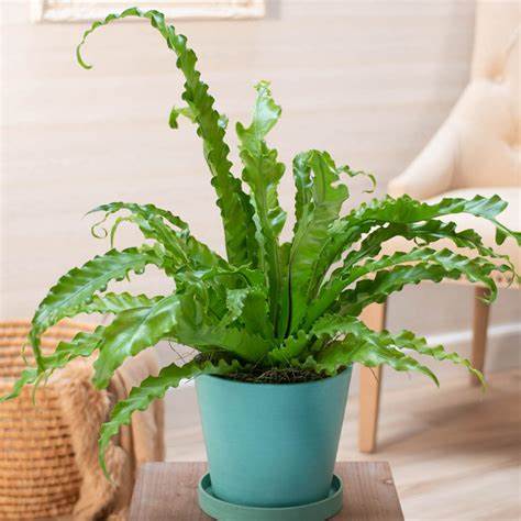 Birds Nest Fern - 6"