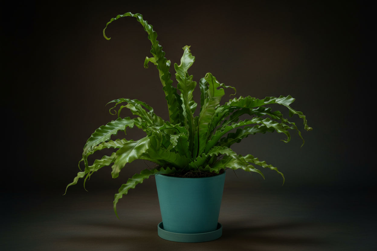 bird's nest fern gift Birds Nest Fern