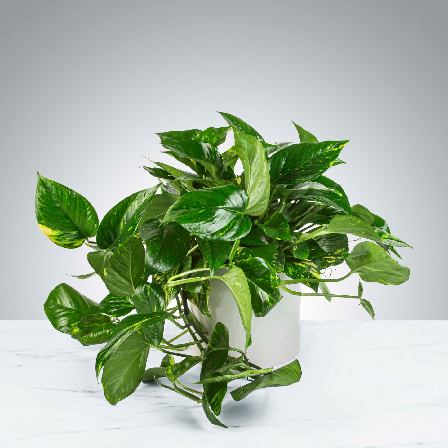 Pothos, Golden