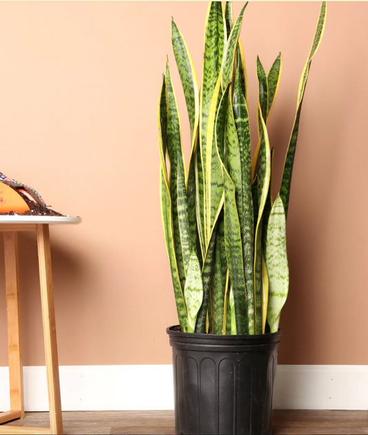 Snake Plant