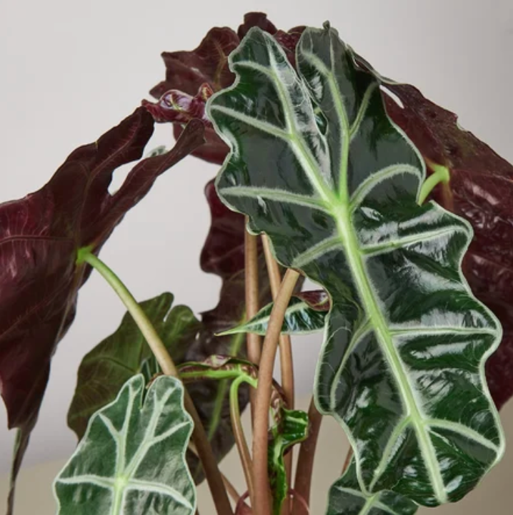 Alocasia Polly