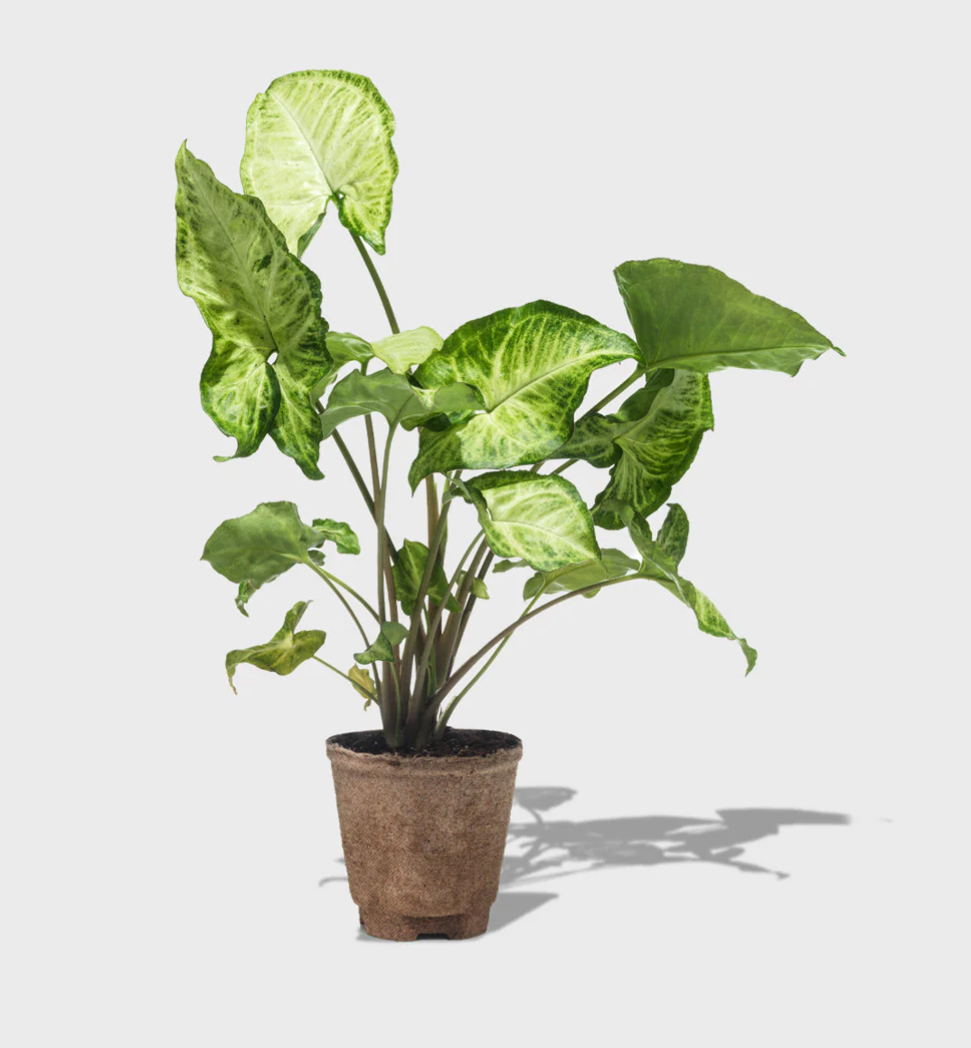 Arrowhead Plant