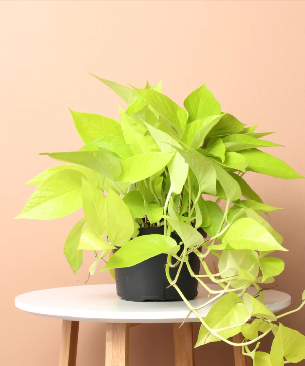 Neon Pothos