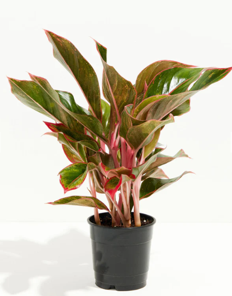 aglaonema red siam flower Aglaonema Red Siam – Baxter Flowers and Gifts