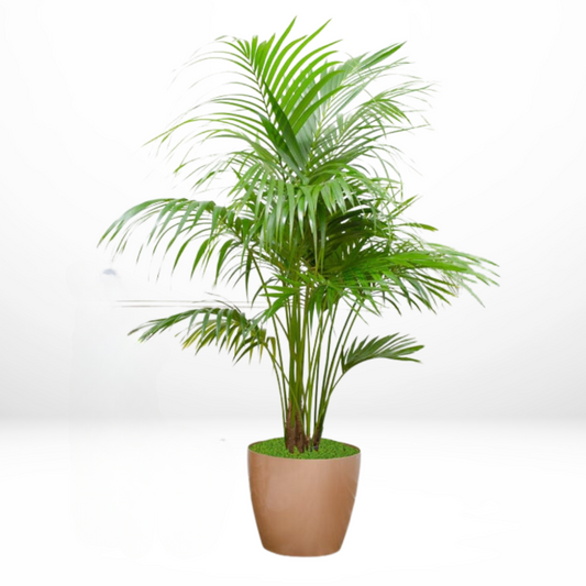 Palm