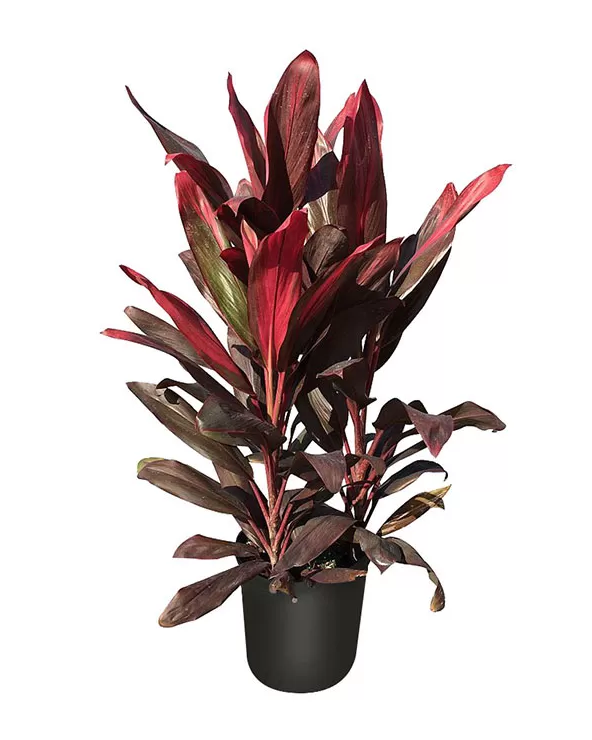 Cordyline, Burgundy