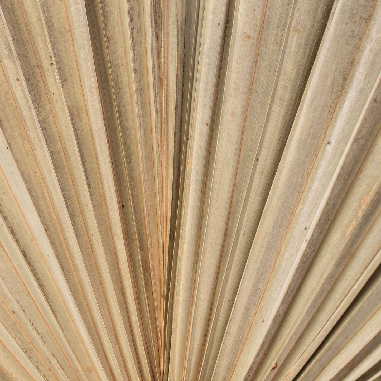 Dried Palm Leaf Fan - 19“