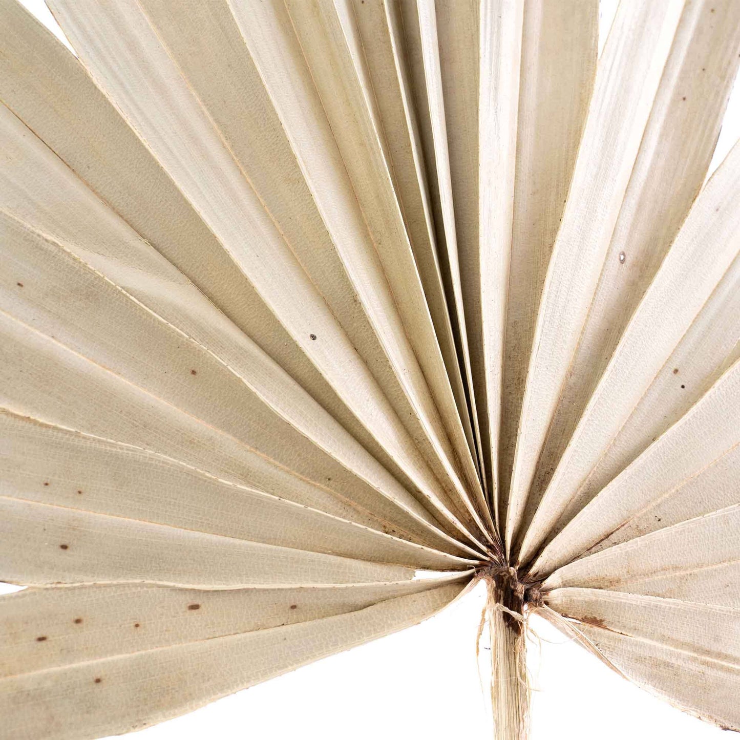 Dried Palm Leaf Fan - 14“