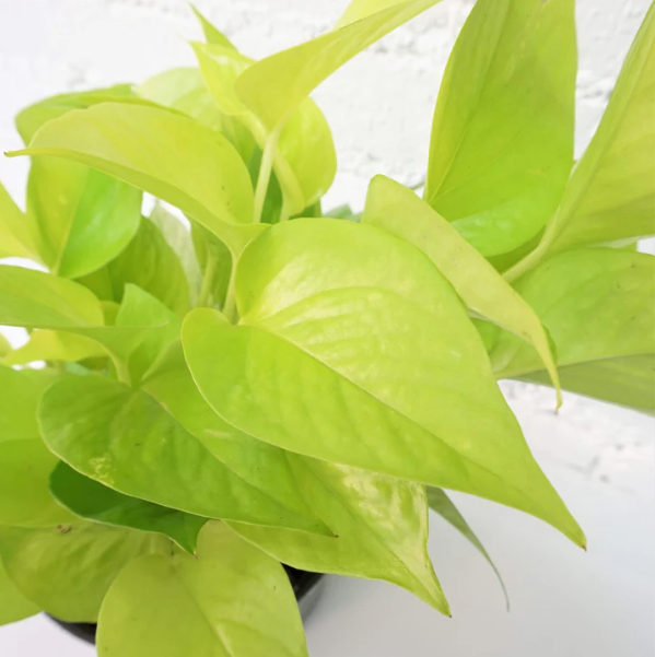 Neon Pothos