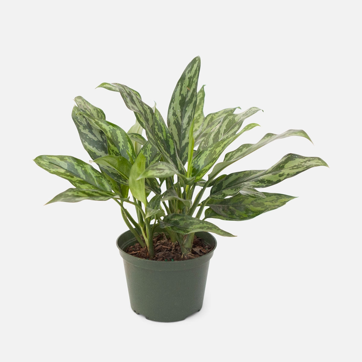 Aglaonema "Silver Queen"/Chinese Evergreen