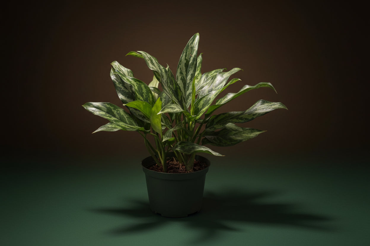 aglaonema silver queen price Aglaonema "Silver Queen"/Chinese Evergreen