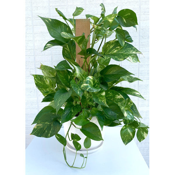 Golden Pothos on Pole