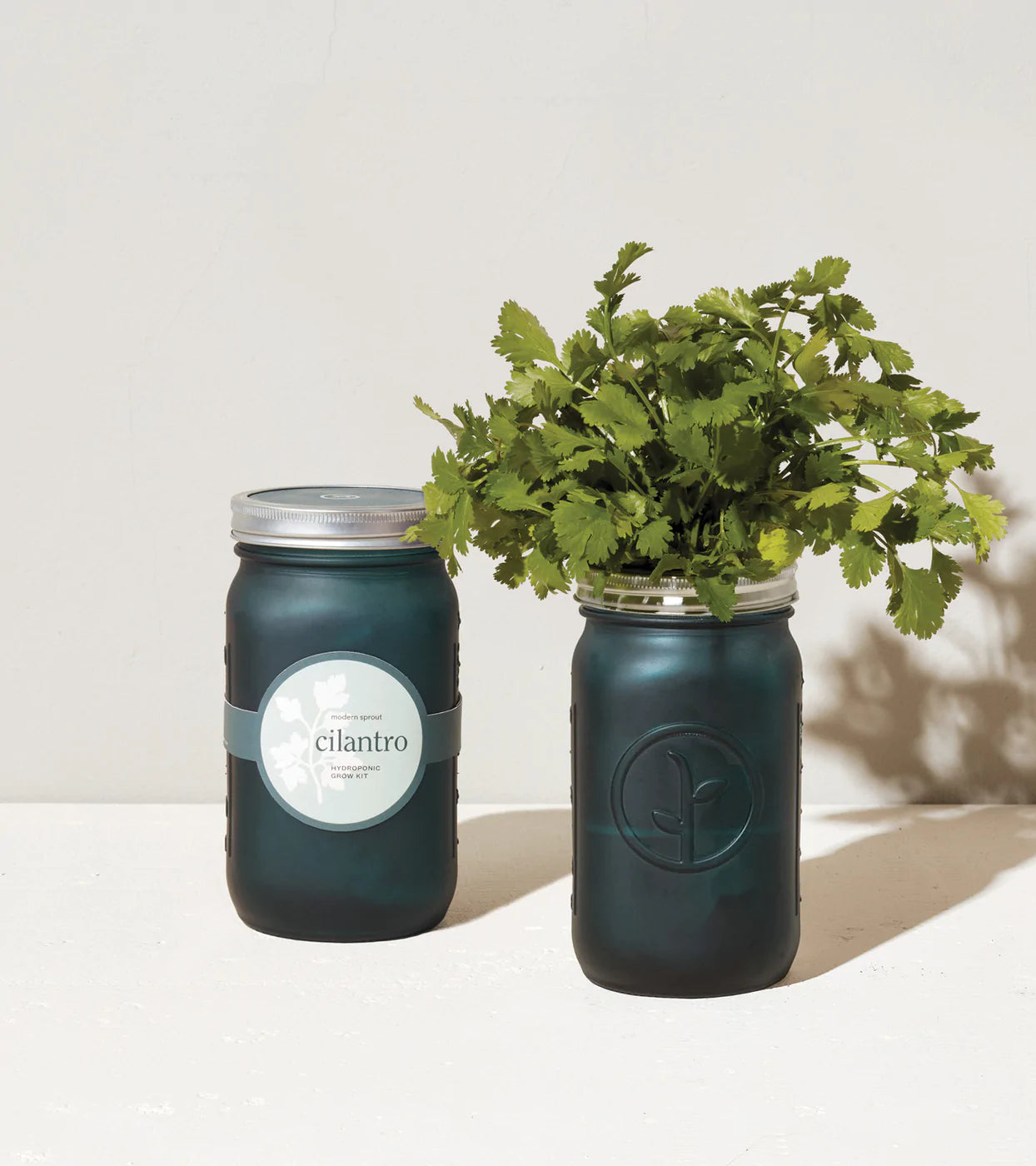 Garden Jar- Cilantro