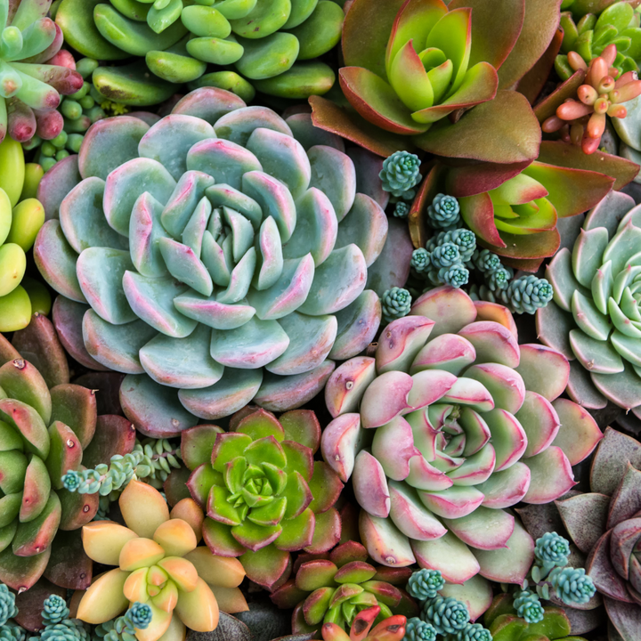 Sensitive Succulents Paint By Number Kit