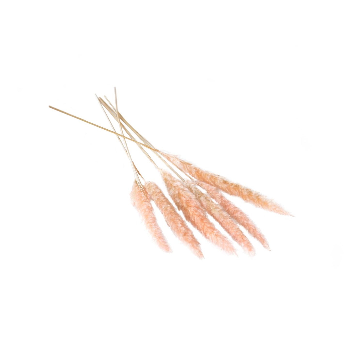 Dried Pampas Grass