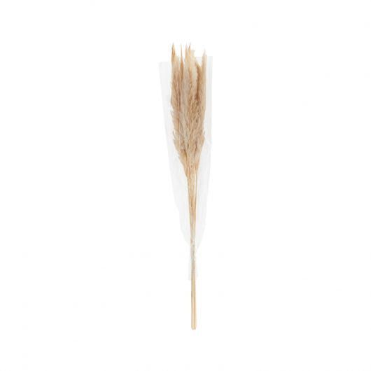 Dried Pampas Grass