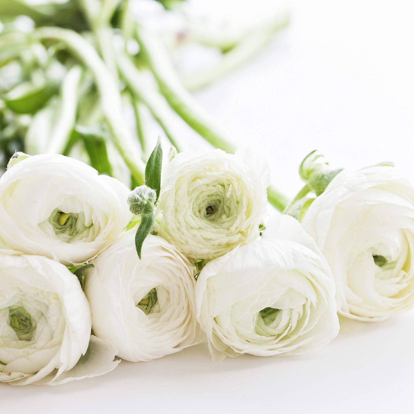 Ranunculus
