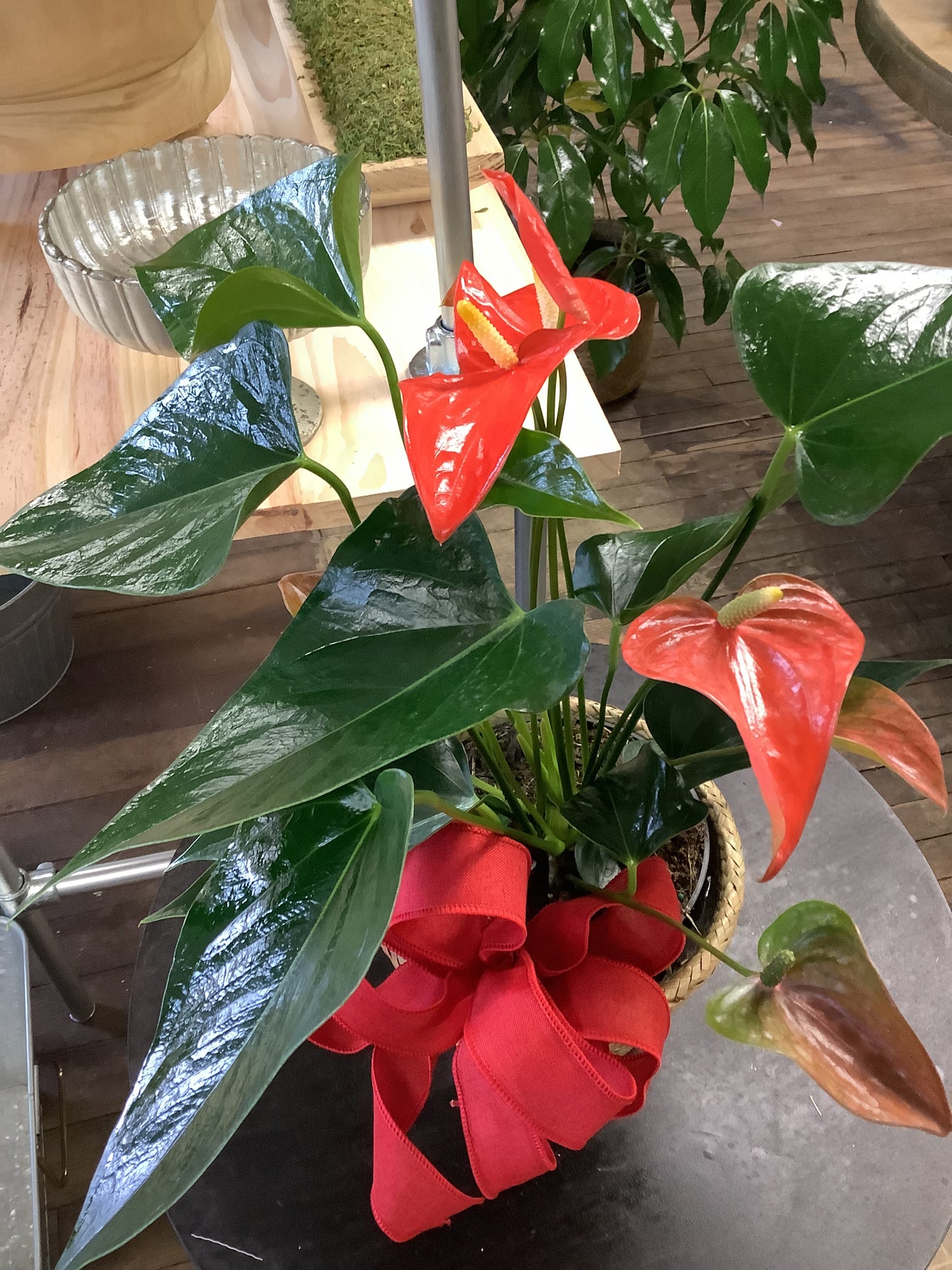 Anthurium (Lil boy)
