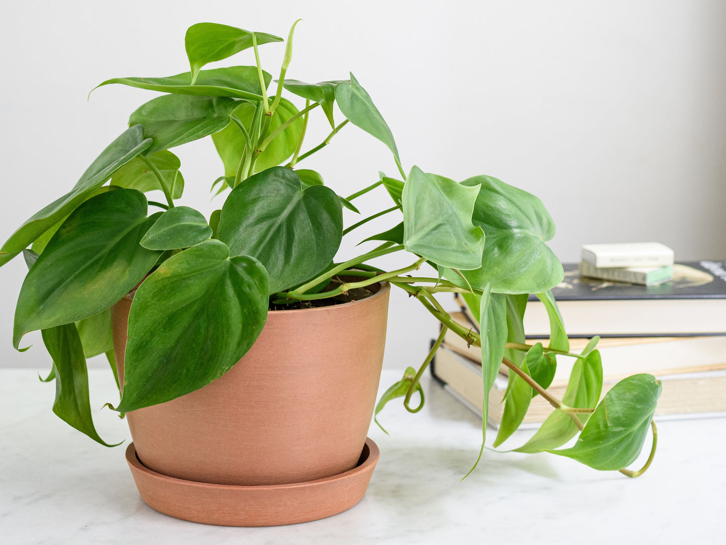 Heart-Leaf Philodendron