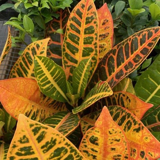 Croton