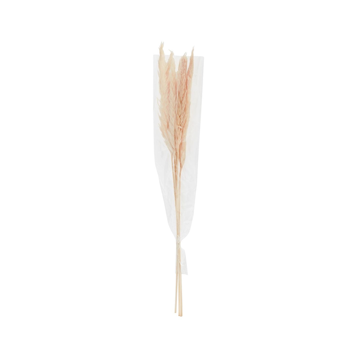 Dried Pampas Grass
