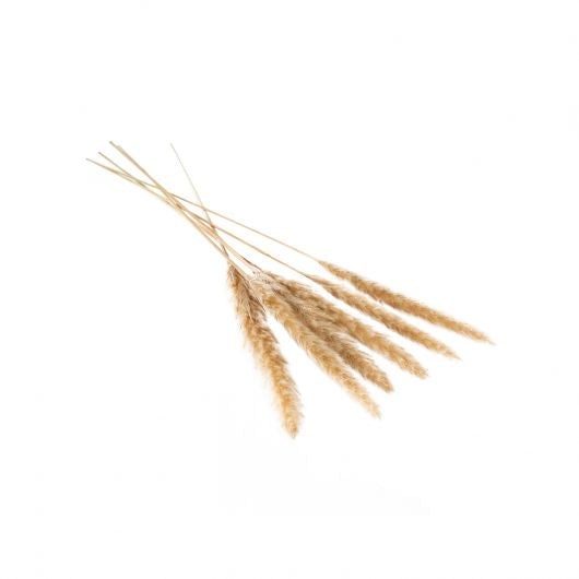 Dried Pampas Grass