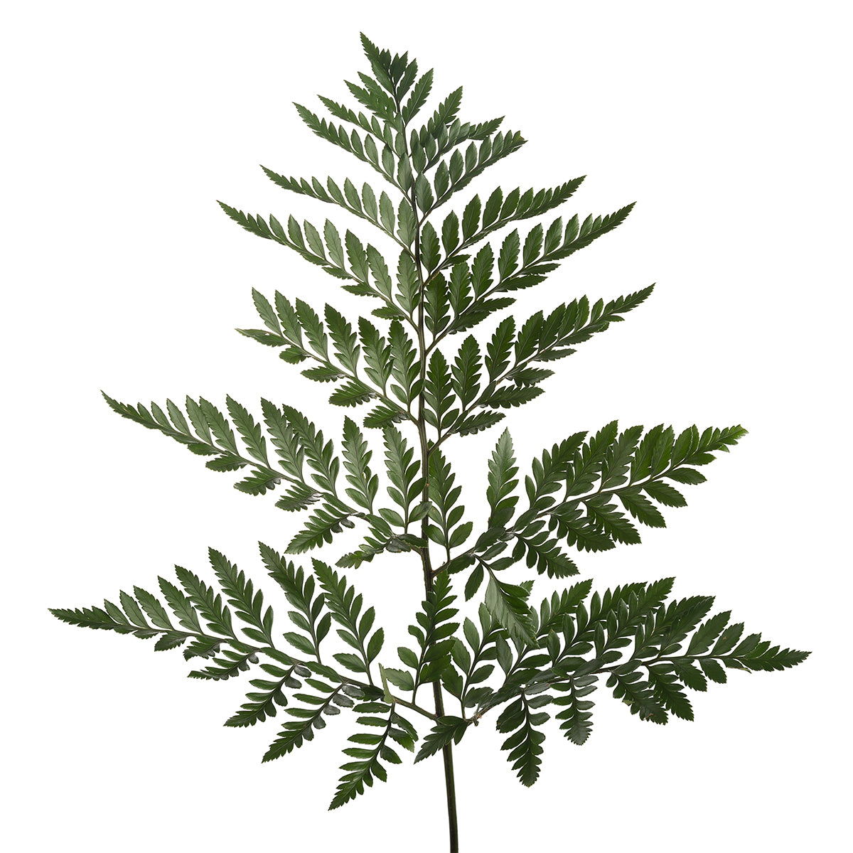 Leatherleaf Fern