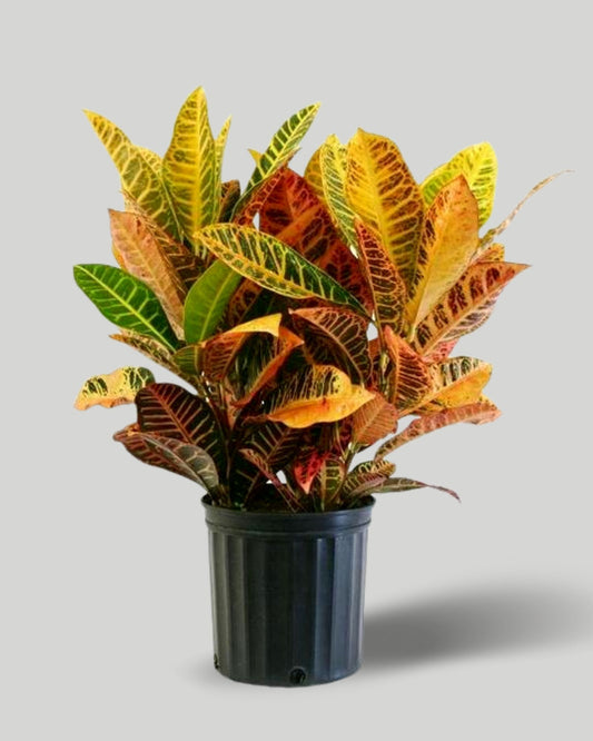 Croton