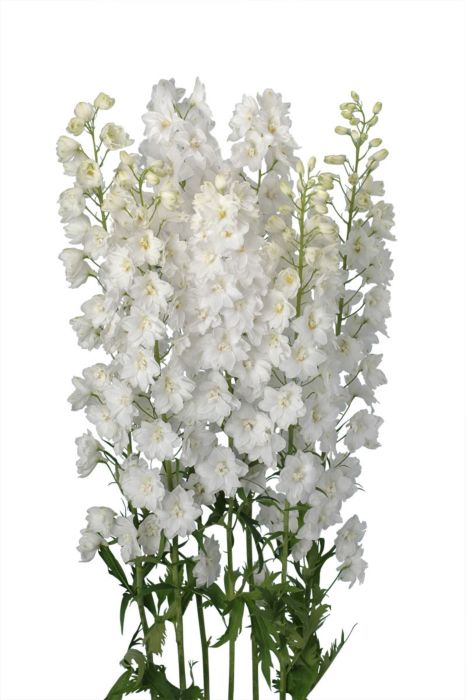 Delphinium