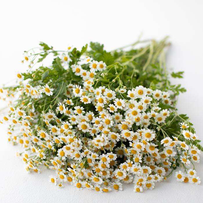 Feverfew