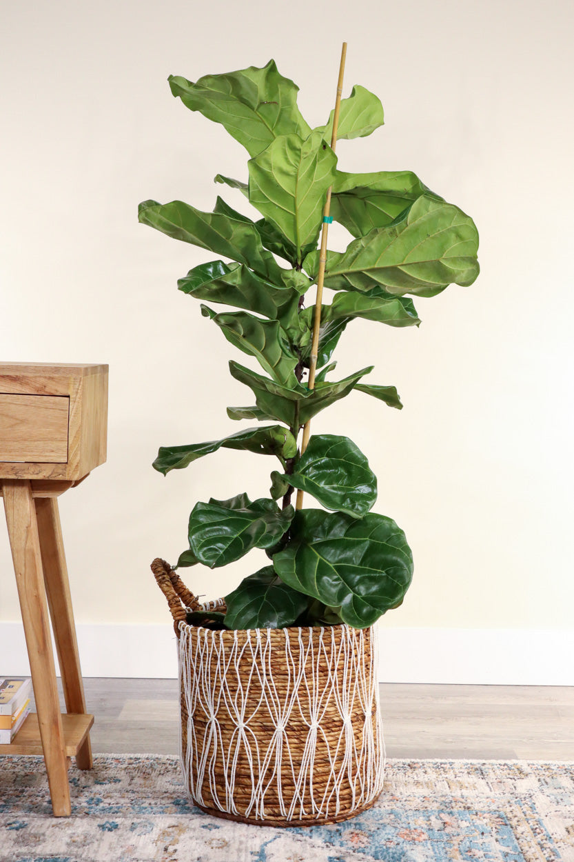 Fiddle Leaf Fig - Bush