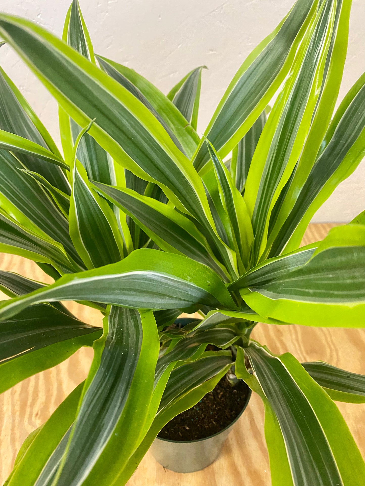 Lemon Lime Plant