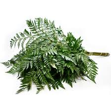 Leatherleaf Fern